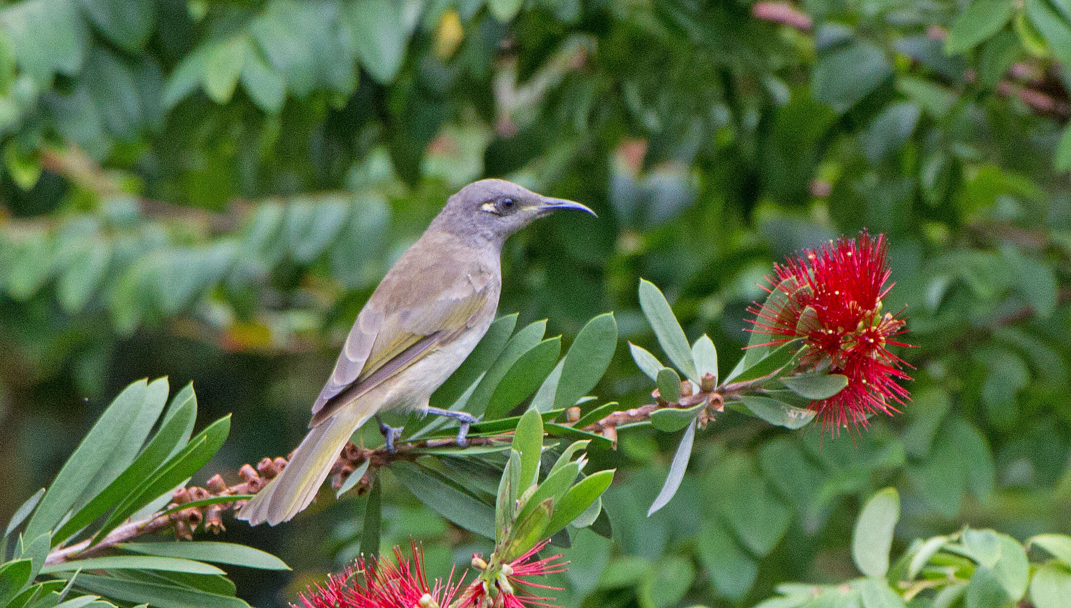 Image of Brown Honeyeater