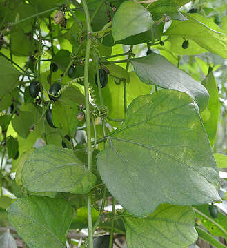 Imagem de Calycophysum pedunculatum Karst. & Triana