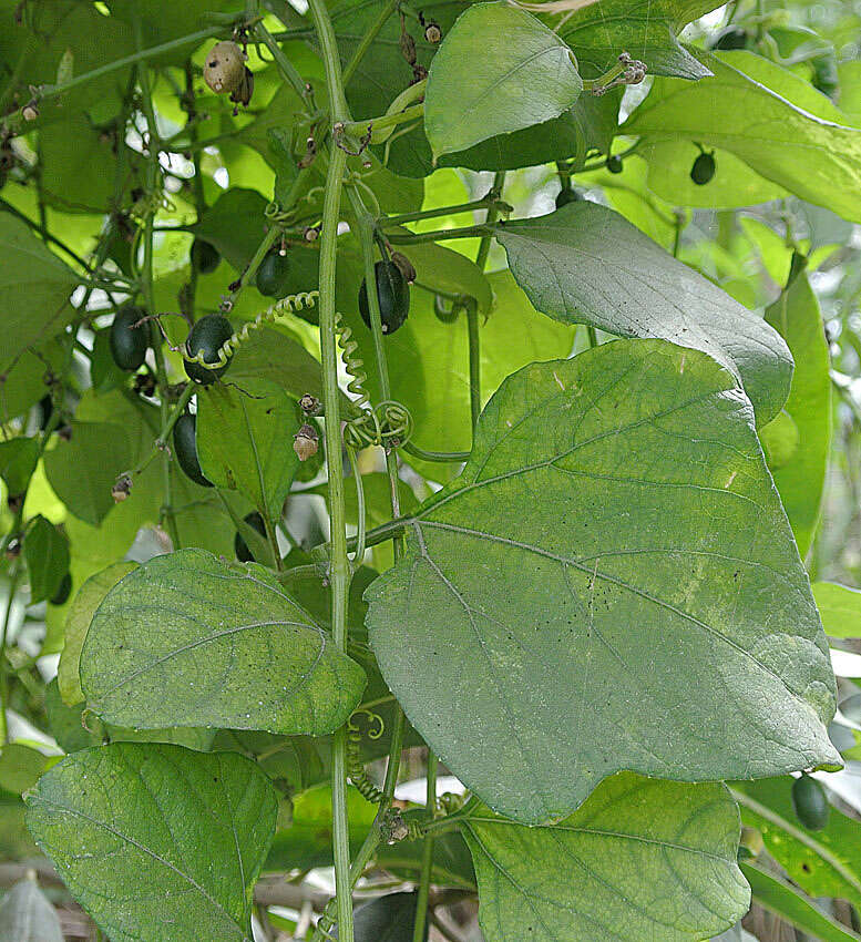 Image of Calycophysum pedunculatum Karst. & Triana