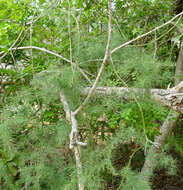 Image of Cluster-leaf asparagus