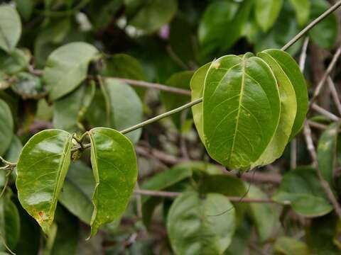 Image de Bignonia corymbosa (Vent.) L. G. Lohmann