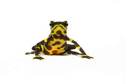 Image of Harlequin frog