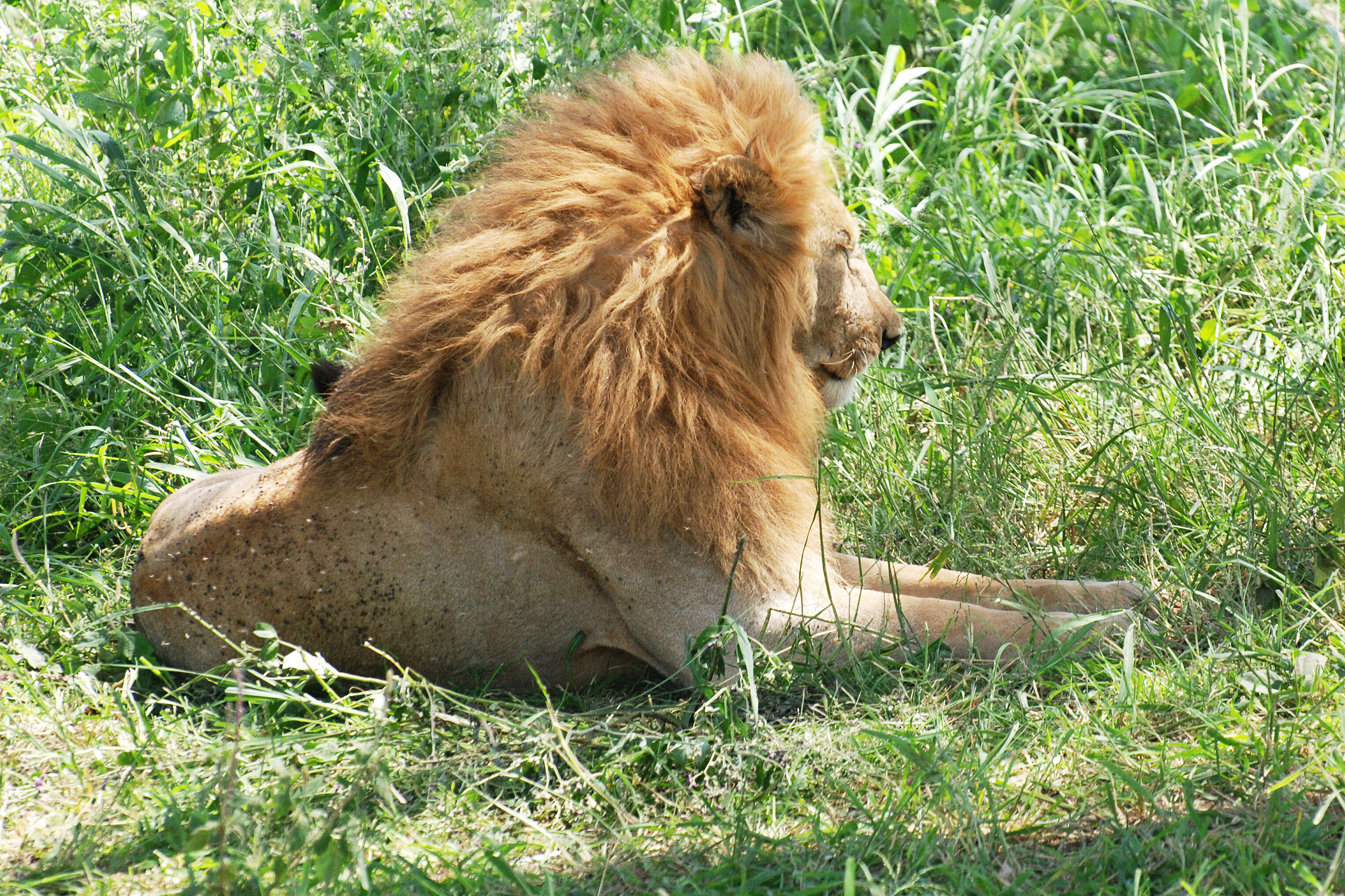 Image of big cats