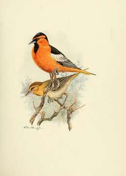 Image of Bullock's Oriole