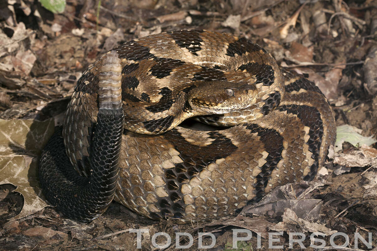 Image of Crotalus Linnaeus 1758