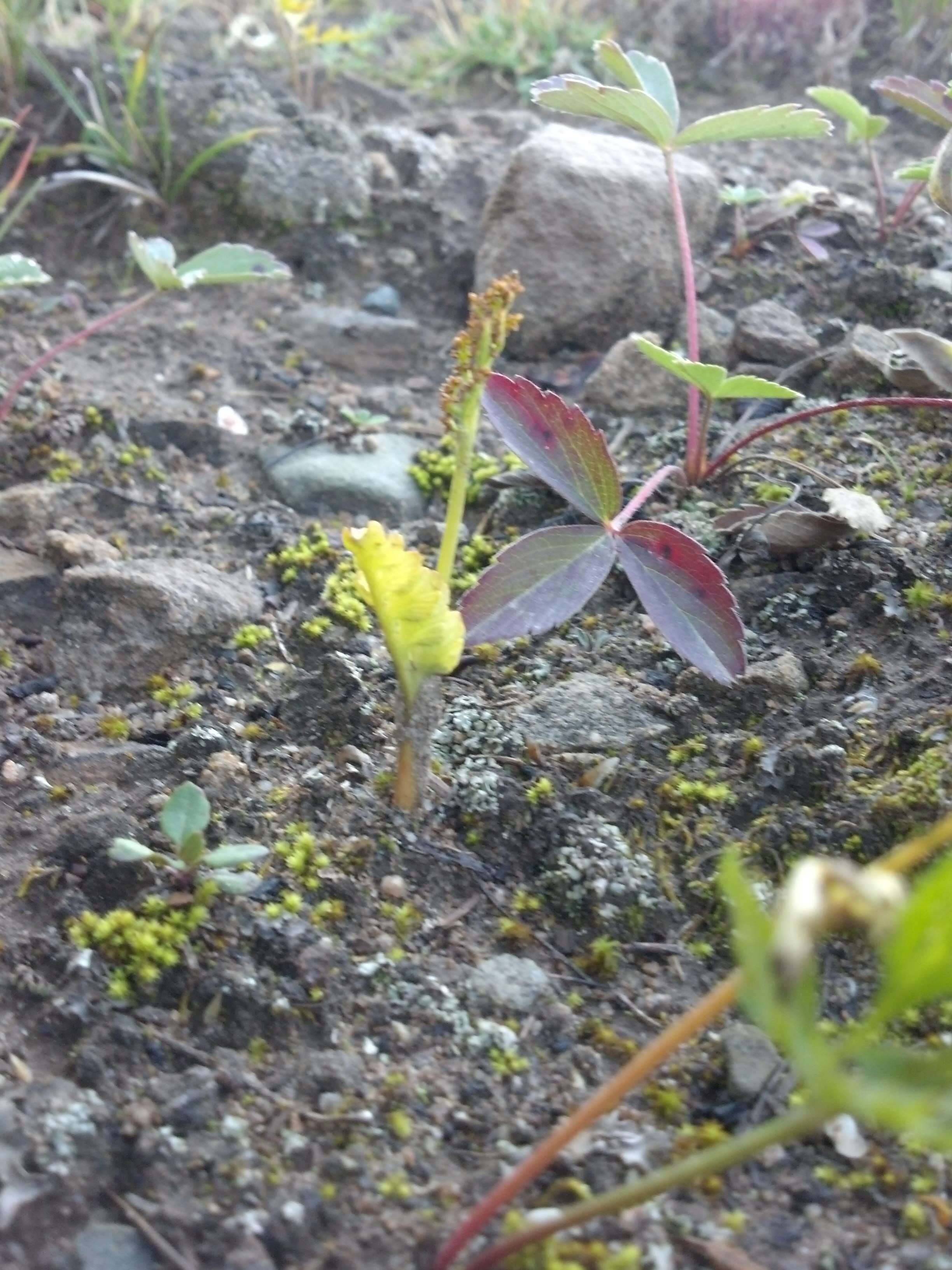 Image of Botrychium neolunaria Stensvold & Farrar