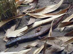 Image of Copper-Tailed Skink