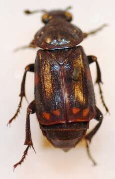 Image of Nicrophorus (Nicrophorus) pustulatus (Herschel 1807)