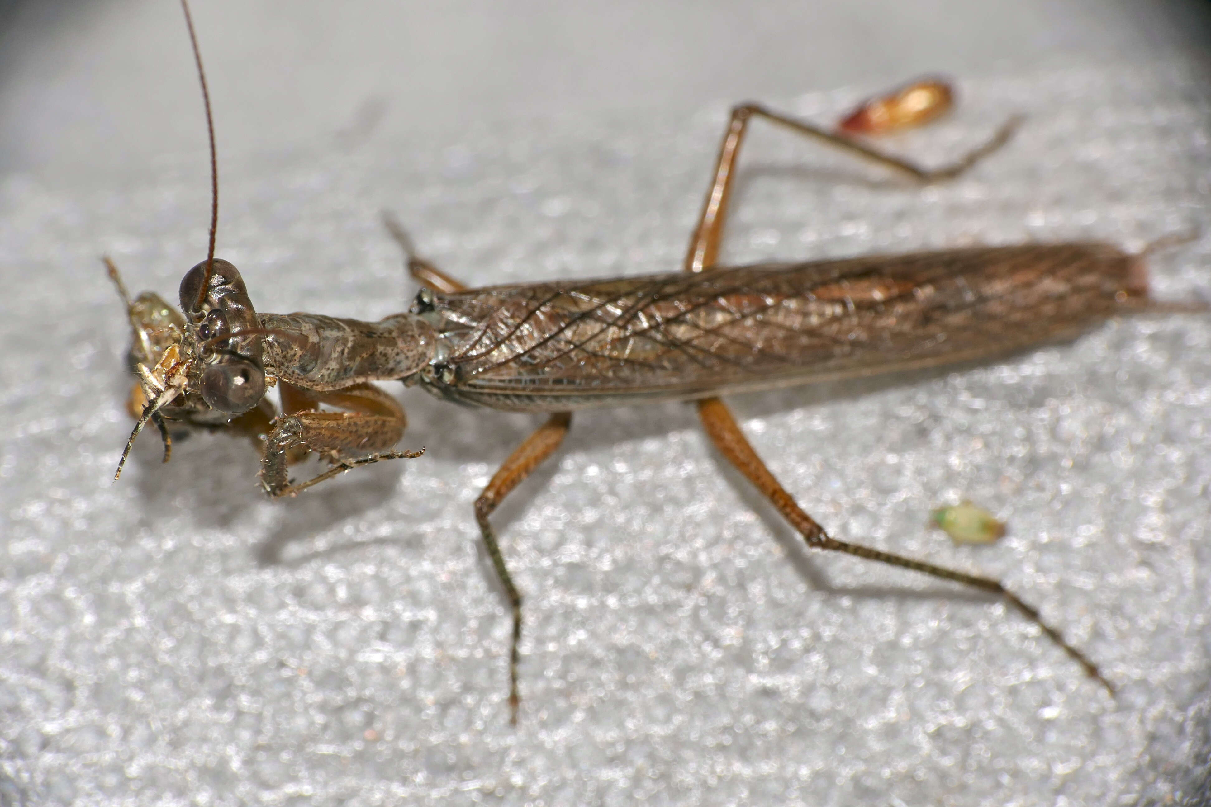 Image of tarachodid mantises