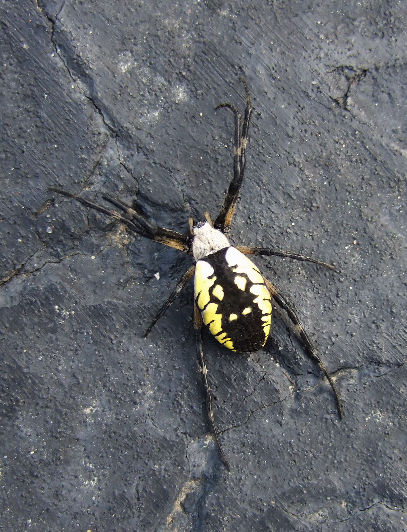 Image of Argiope