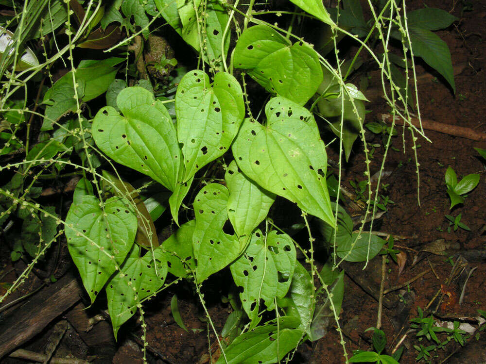 Image de Dioscorea polygonoides Humb. & Bonpl. ex Willd.