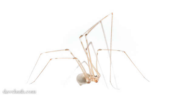 Imagem de Pholcus phalangioides (Fuesslin 1775)