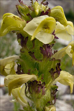 Image of Pedicularis julica E. Mayer