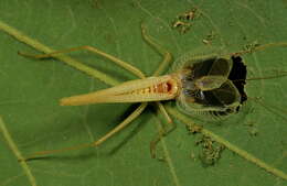 Image of Two-spotted Tree Cricket