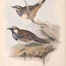 Image of Spotted Quail-thrush