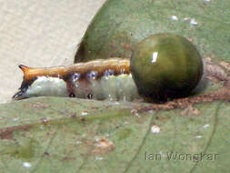 Carea angulata Fabricius 1793 resmi