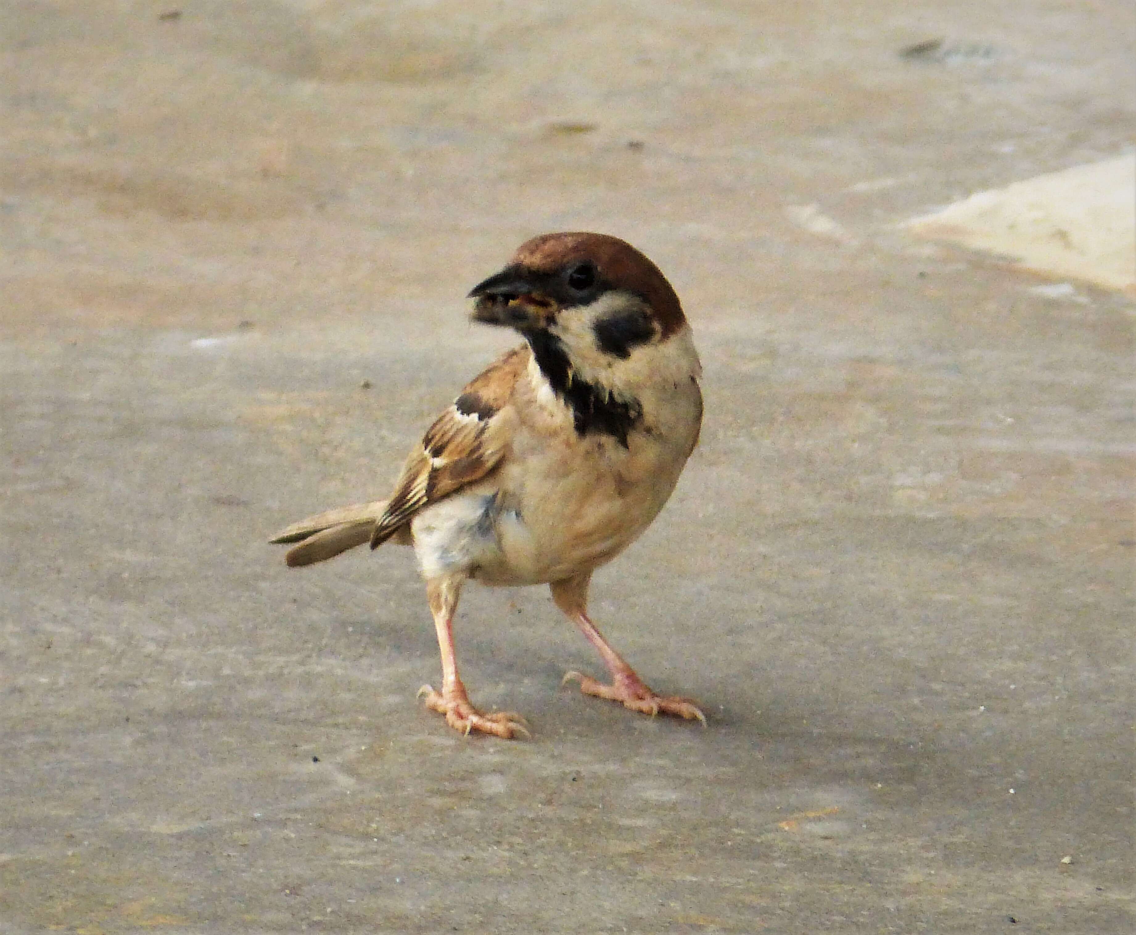 Image of Eurasian Tree Sparrow