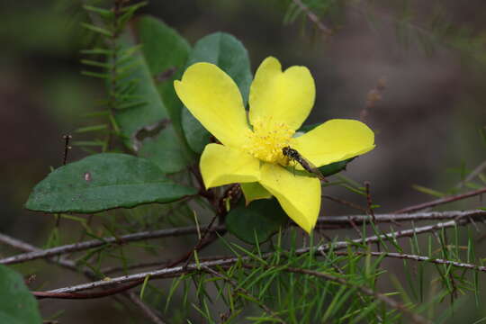 Image of Hibbertia dentata R. Br.