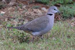 Image of Streptopelia Bonaparte 1855