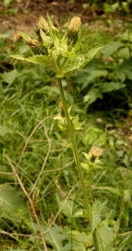 Image of thistle