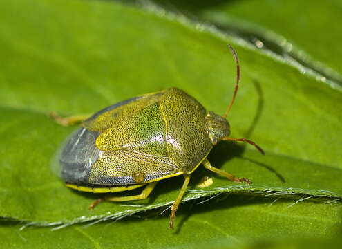 Image of Piezodorus lituratus (Fabricius 1794)