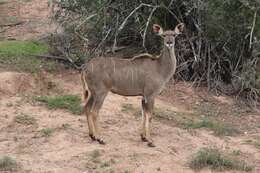 Image of Spiral-horned Antelope