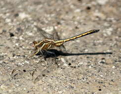 Image of Small Skimmer