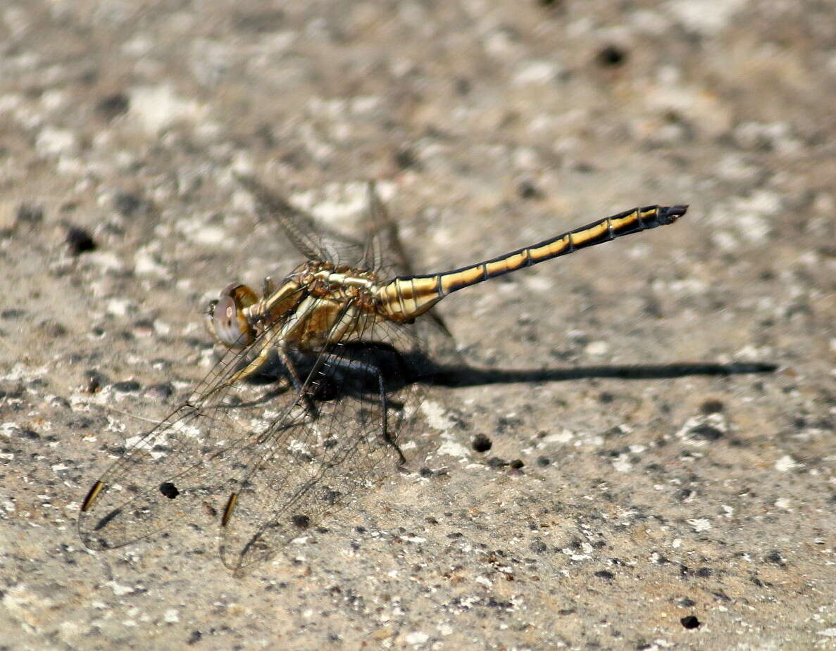 Image of Small Skimmer