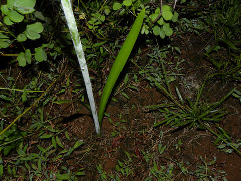 Image de Hippeastrum puniceum (Lam.) Voss