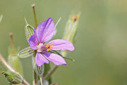 Image of common stork's bill