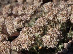 Imagem de Eriogonum ovalifolium Nutt.