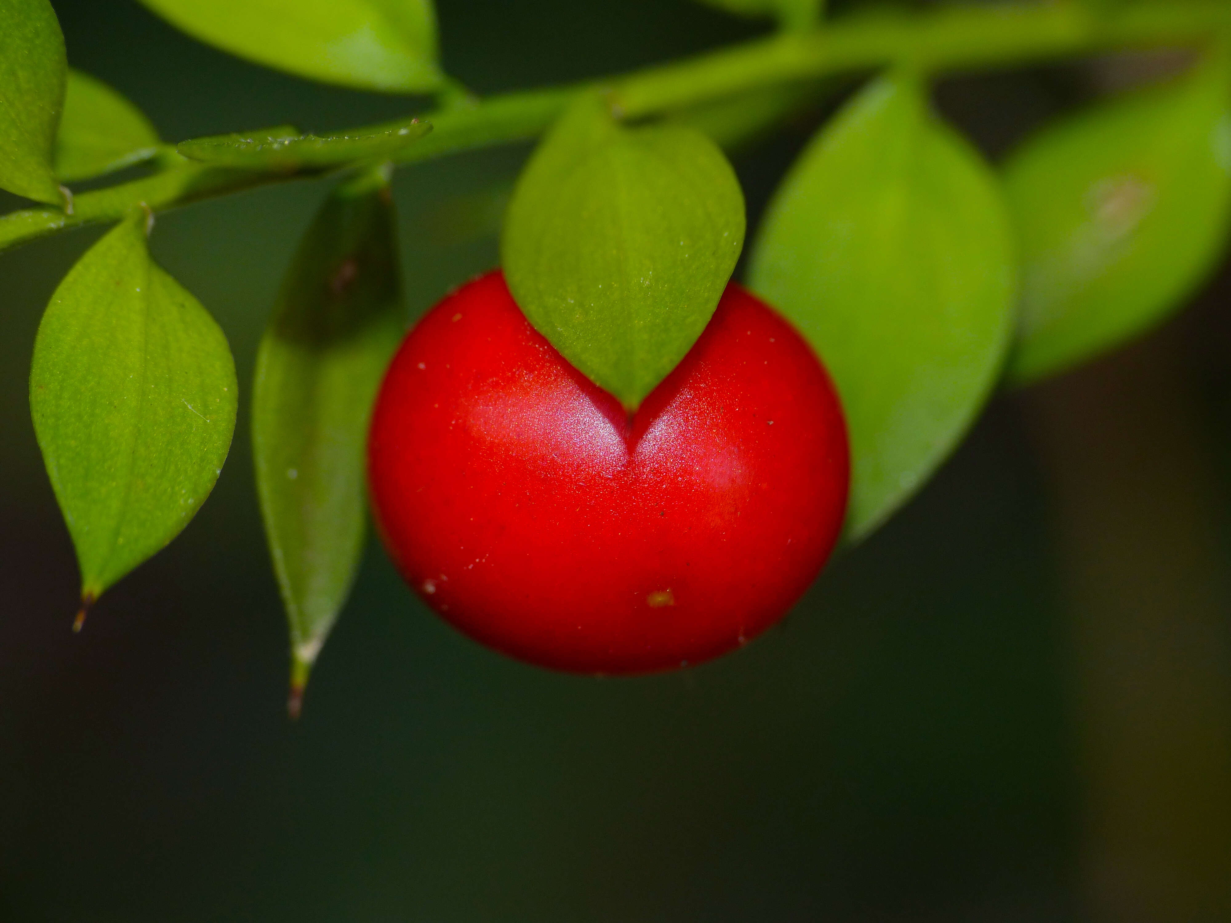 Image of butcher's broom