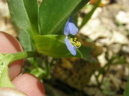 Image de Commelina