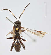 Image of Ichneumon