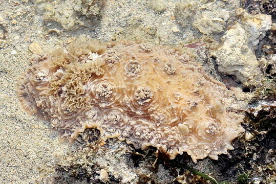 Image of Dendrodoris tuberculosa (Quoy & Gaimard 1832)