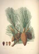 Image of Pine