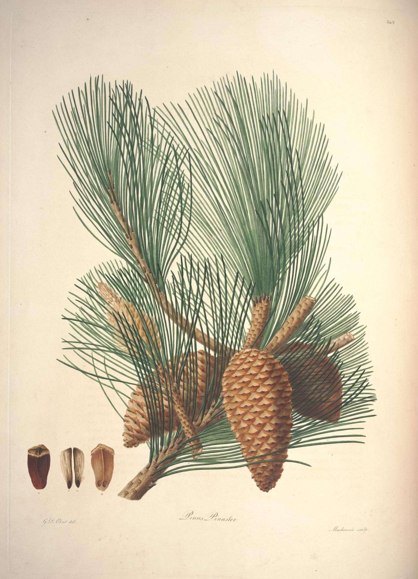 Image of Pine