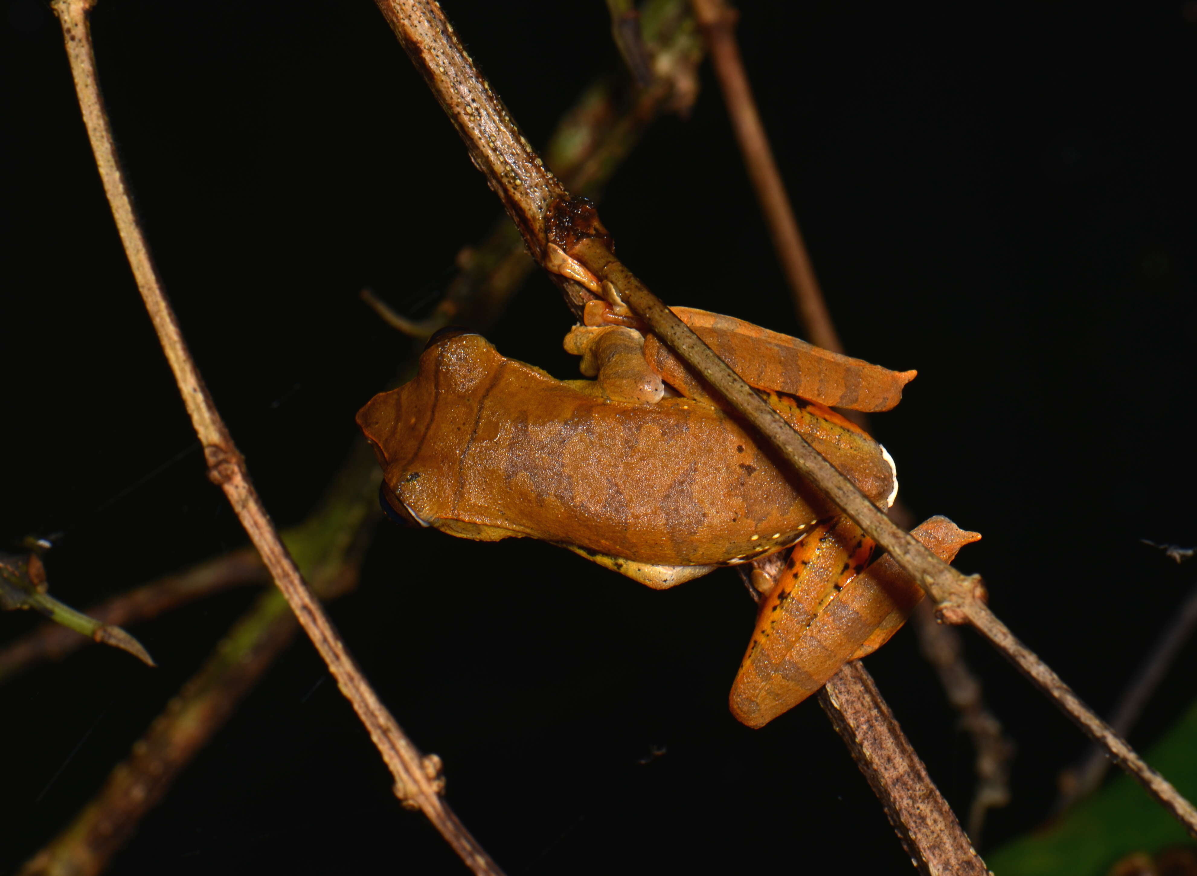 Image of Rhacophorus barisani Harvey, Pemberton & Smith 2002