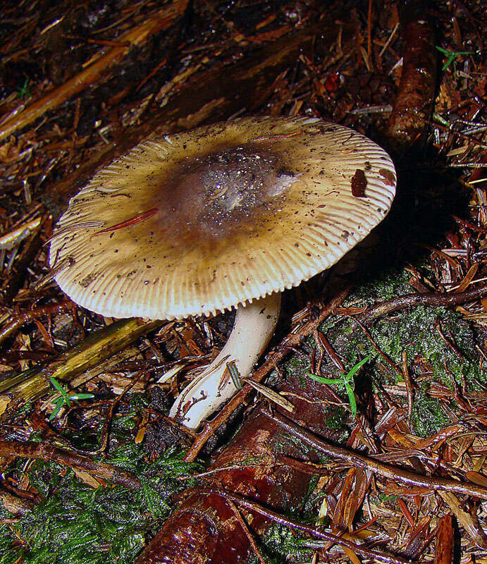 Image of Amanita pachycolea D. E. Stuntz 1982