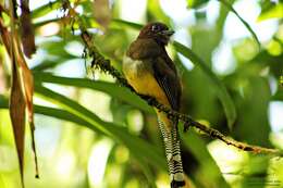 Image of Black-throated Trogon