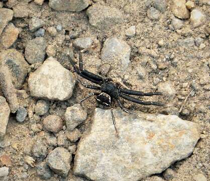 صورة Synema globosum (Fabricius 1775)