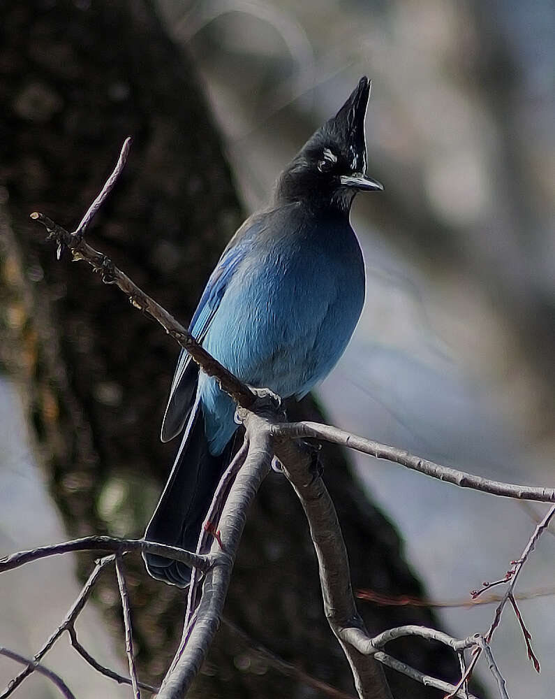 Image of Cyanocitta Strickland 1845