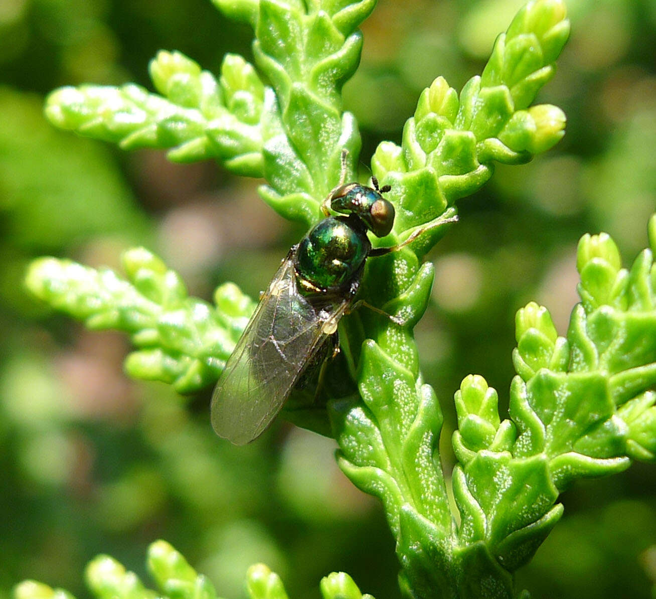 Image of Soldier fly