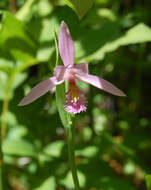 Image of pogonia