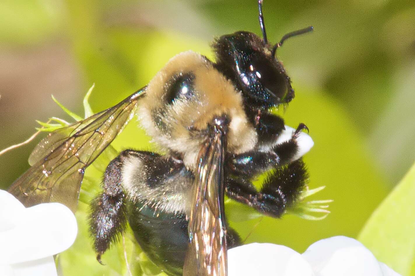 Image of carpenter bee