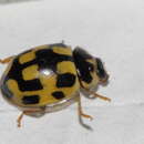 Image of 14-spotted ladybird beetle