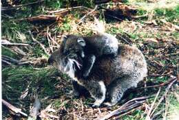 Image of Wombats and Koalas