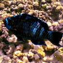 Image of Midnight Parrotfish
