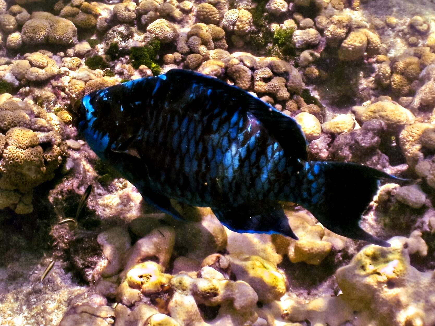 Image of Midnight Parrotfish