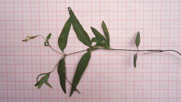 Image of Spigelia genuflexa Popovkin & Struwe